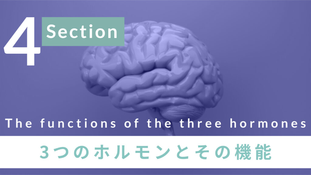 3つのホルモンとその機能